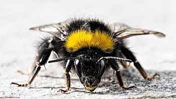 Insect animal , Macro nature graphy, Vibrant insect close-ups, Captivating shots HD wallpaper