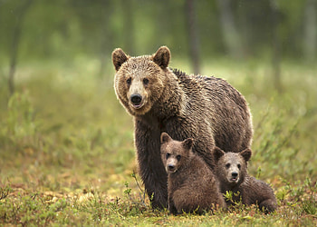 Bear and her Cubs, animal, baby, bear, cub HD wallpaper