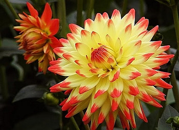Flower * For Luciah, nature, petal, yellow, flower HD wallpaper