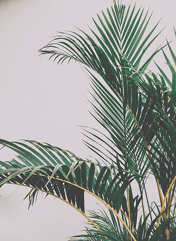 Stylish tropical palm leaves set against a minimalist white backdrop. HD phone wallpaper