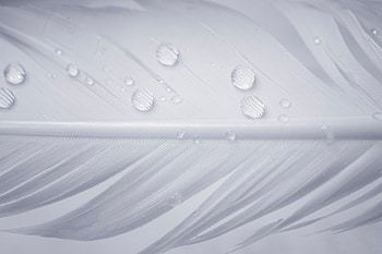 Water Drops On White Feather, drops, water, feather, graphy, macro HD wallpaper