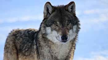 Animals, Wolfs HD wallpaper