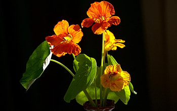 Beautiful Flowers, nature, flowers, blooms, pretty HD wallpaper