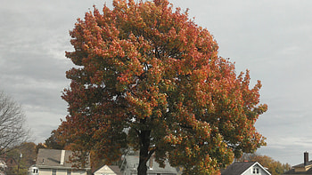 The Colors Of Fall, beautiful fall, beautiful autumn day, purple tree, beautiful fall scenery, fall bridge, red trees, purple autumn, fall day, autumn foliage, orange tree, fall leaves, autumn colors, fall forest, fall colors, fall land, beautiful autumn, autumn day, purple fall, new england fall colors, autumn forest, pink autumn, fall road, pink fall, autumn landscape, autumn scenery, fall foliage, autumn bridge, autumn, beautiful fall day, autumn lake, fall, fall scenery, beautiful autumn scenery, autumn leaves, fall lake, new england, fall trees, autumn trees HD wallpaper