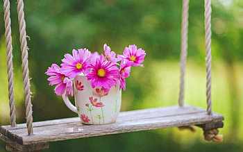 Rose in a cup, rose, hanging, flowers, cup HD wallpaper