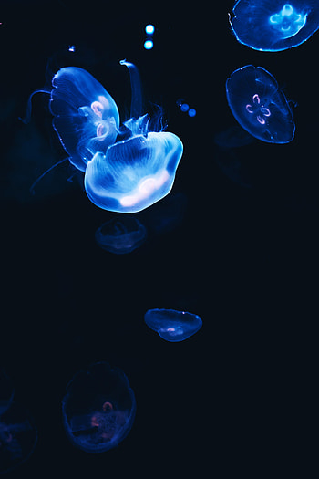 Jellyfish, Dark, Glow HD phone wallpaper