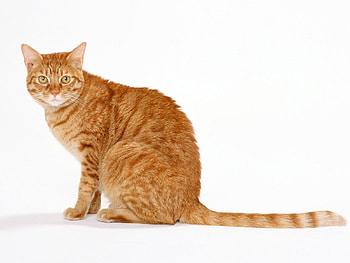 Red cat, animal, sweet, kitten, cat HD wallpaper