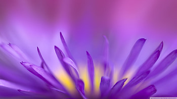 Plants, Flowers, Violet HD wallpaper