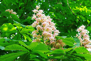 Chestnut tree, Focus shoot, Green cardate leaf HD wallpaper