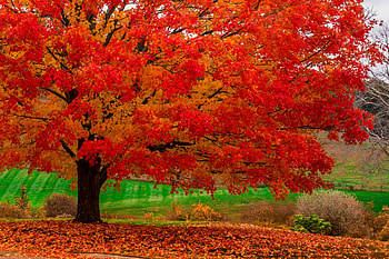 Colourful autumn tree, Orange, Earth, Foliage, Autumn HD wallpaper