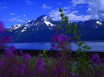 Mountain view, blue, sea, snow, clouds, flowers, alaska, ocean, mountain HD wallpaper