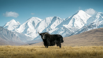 The yaks of Kyrgyzstan, landscape, nature, sky, mountains HD wallpaper