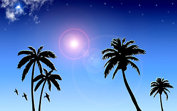 Horizon, blue, sky, sun, palm trees HD wallpaper