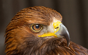 Animals, Bird, Beak, Predator, Head, Eagle HD wallpaper