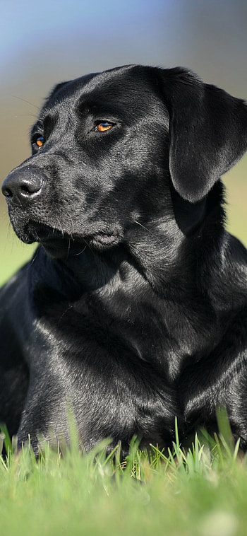 Black, Labrador Retrievers HD phone wallpaper