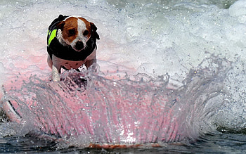 Animals, Dog, Spray, Wave, Board HD wallpaper