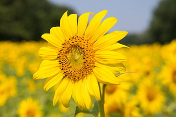 Vibrant yellow sunflower in a lush field, symbolizing summer and growth. HD wallpaper