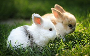 Siblings, Rabbits HD wallpaper
