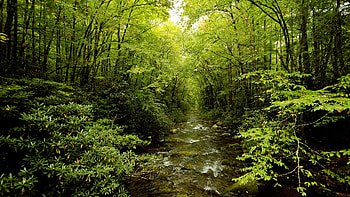 Landscape, Rivers, Trees HD wallpaper