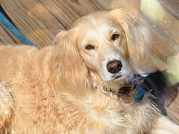 Very beautiful dog, dogs, golden, beautiful, animals HD wallpaper