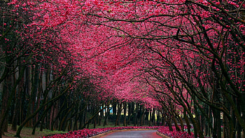 Landscape, Trees, Streets HD wallpaper
