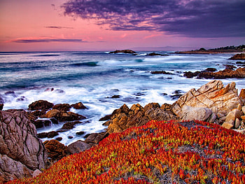 Flowers on the sea rocks, sea, colorful, beautiful, rocks, stones, summer, waves, clouds, nature, flowers, sky, water, ocean HD wallpaper