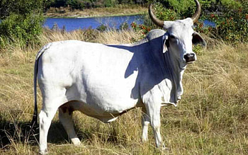 Zebu, Cow, Animal HD wallpaper