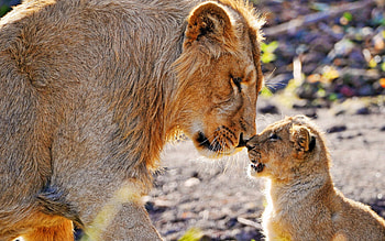 Animals, Lions, Young, Couple, Pair, Joey HD wallpaper