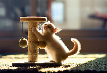 Playing, kitten, sweet, kitty, cats, cute, beautiful, animals, adorable HD wallpaper