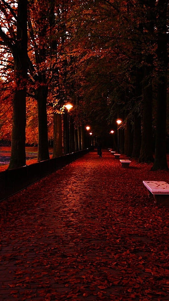 Red Light, Trees, Nature Background HD phone wallpaper