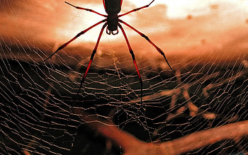 Spider , backgrounds, Arachnid close-ups, Nature's art HD wallpaper
