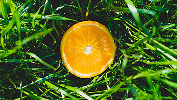 Citrus fruit, slice, close up HD wallpaper