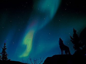 Song of the north, wolf howling, northern lights, trees, blue and green, stars, cliff HD wallpaper