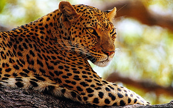 *** Leopard ***, ladowe, leopard, zwierzeta, dzikie, koty HD wallpaper
