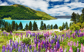 Plants, Landscape, Nature, Mountains HD wallpaper