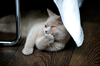 Animals, Lies, Kitty, Kitten, Cool, Briton HD wallpaper