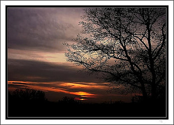 dark sunset, clouds, nature, tree, sunset HD wallpaper