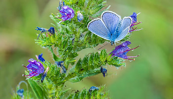 Flower, Macro, Butterfly, Stem, Stalk, Golubianka, Pigeon HD wallpaper