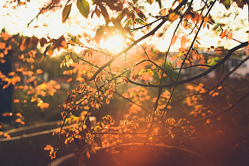 Spring, Nature, Leaves, Sun, Branch HD wallpaper