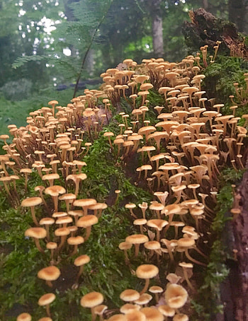Xeromphalina campanella, Forest Mushrooms HD phone wallpaper