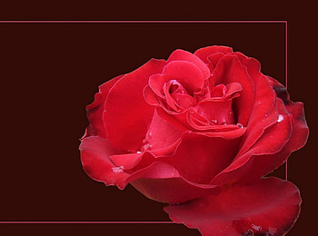 Red rose, flowers, roses HD wallpaper