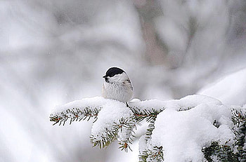 Winterland, fir, snow, granmeis HD wallpaper
