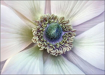 Come Closer, anemone, stamens, centre, delicate, petals, beautiful, stunnig HD wallpaper