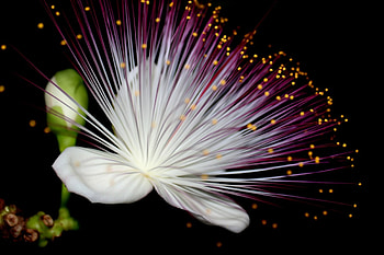 Flower, white, black, sparkling, green HD wallpaper