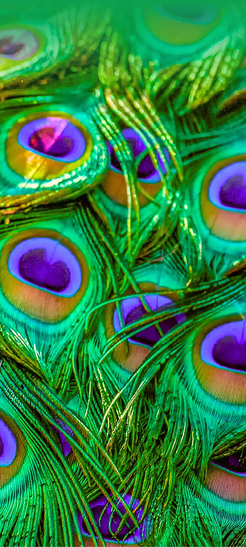 Colorful Feather, magenta, art, brid HD phone wallpaper