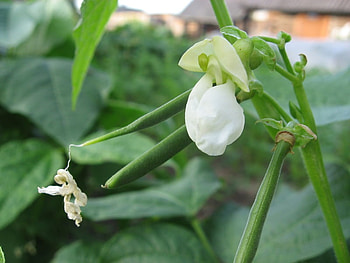 Blossoming Bean, bean, flower, nature, bean blossom, blossom HD wallpaper