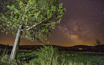Nature, Grass, Stars, Night, Summer, Wood, Tree HD wallpaper