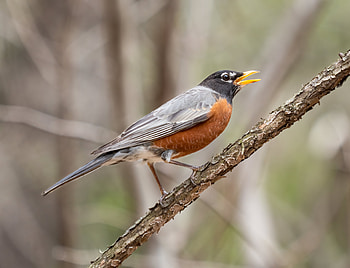 American robin making a high-pitched alarm call in Prospect Park, Animal, american robin HD wallpaper