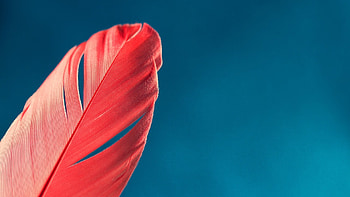 Feather close-up, High-resolution , background, Detailed graphy HD wallpaper