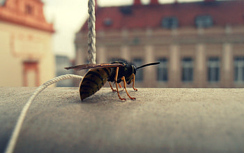 Macro, Surface, Insect, Bee, Wings HD wallpaper